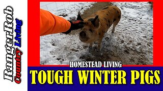 Tough Winter Pigs, Two Days Of Snow & Cold Temperatures