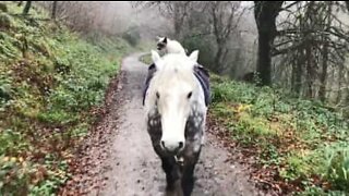 Horse & cat are the best of friends