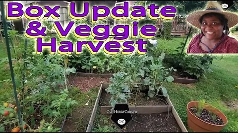 Box Update & Veggie Harvest