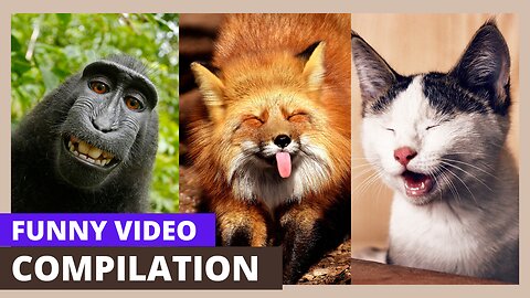 Best Funny Animal Videos 2024 😂 Funniest Cats & Dogs Videos make us Laugh 🐶😹