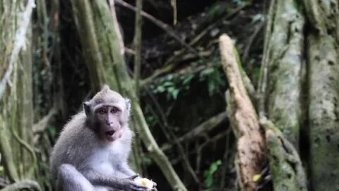 The Monkey Forest of Ubud / Bali Daily Vlog