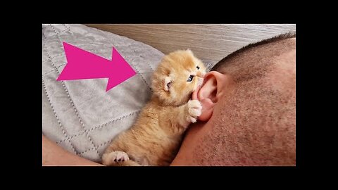 Cutest baby kittens 😍 big compilation of best beautiful cats of the world