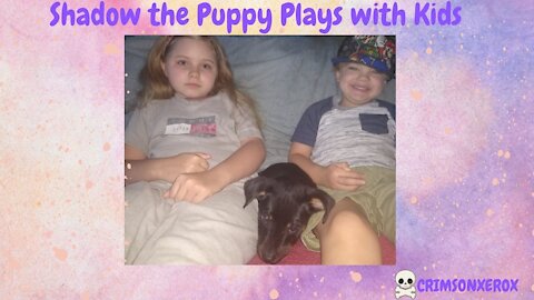 Shadow the Puppy Plays with Kids