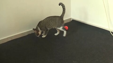 Little Cat Plays Soccer