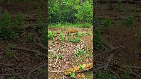 Muddy Pig in the Forest @UncleTimsFarm #kärnəvór #carnivore #shorts #hereford #freerangepigs