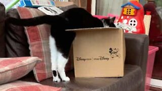 Les tentatives hilarantes de ce chat pour entrer dans un carton