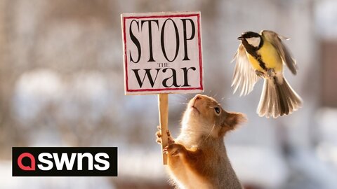 Wildlife photographer spreads a message of peace with anti-war squirrel videos