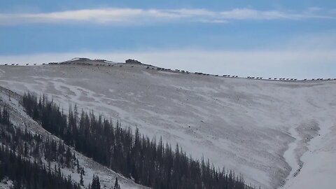 HOW MANY ELK? GIVE YOUR BEST GUESS! LARGEST ELK HERD. . .VIDEO #2