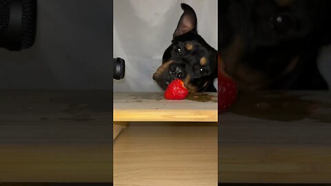 ROTTWEILER REACTS TO STRAWBERRY ASMR#Asmr #shorts #short #like #subscribe