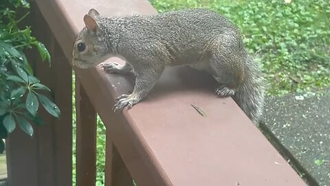 Steezy lil squirrel dude