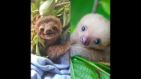 Baby Sloths Being Sloths - FUNNIEST Compilation