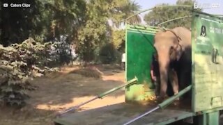 Elefant räddad efter 40 år i fångenskap