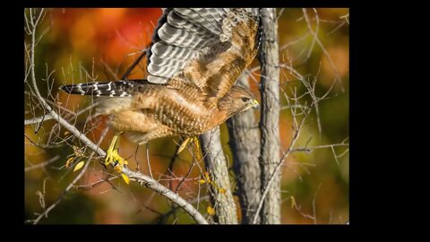 Red-Shouldered Launch Sequence, Sony A1/Sony Alpha, 8k