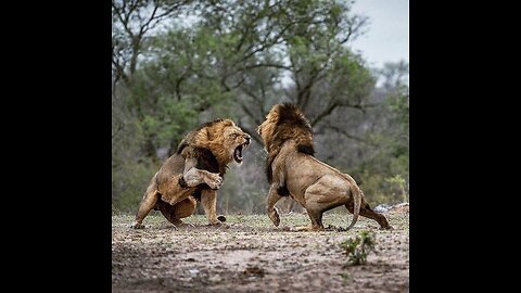 Battle of the Kings: Lions in Epic Showdown"