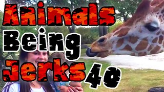 Animals Being Jerks #40