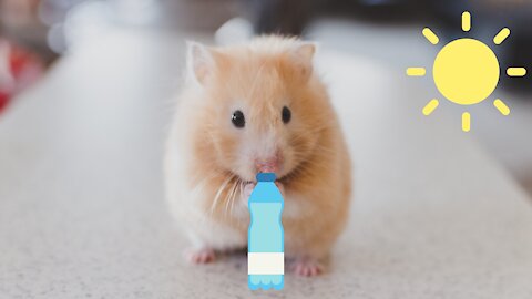 Hamster techno