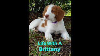 Life With A Brittany