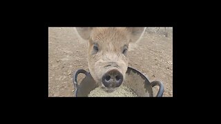 Idaho Pasture Pigs, Oregon State Breeder, RangerRob Country Living #short