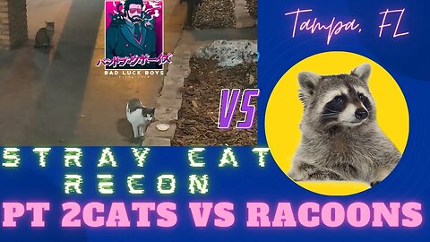 Cats Vs Raccoons (Stray casino cats In Tampa - Part 2) [03-12-2023]