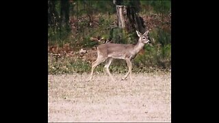 Deer in the field