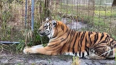 Happy 18th birthday to Aria Tiger!! Big Cat Rescue LIVE- Q&A at Big Cat Rescue- Follow along as Kee