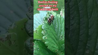 Beetles fooling around on my strawberry 🍓 bush.