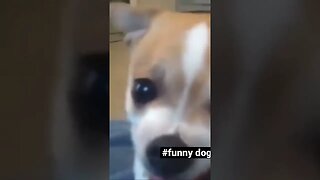 Funny dog #dog #dogs #funny #funnyanimals #doglover #shorts #dogshorts #animallover