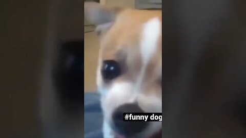 Funny dog #dog #dogs #funny #funnyanimals #doglover #shorts #dogshorts #animallover