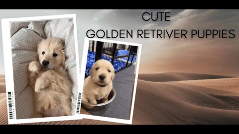 Cute Golden Retriever Puppy | Golden Retriever 🥰😘