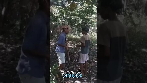 chicó e Zé dentinho foram flagrados no terreno de Zé da caça#videosengraçados