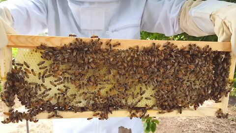 Installing My First Beehive (Foundationless)