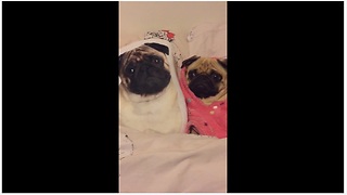 Pug blends in perfectly with pug-faced pillows