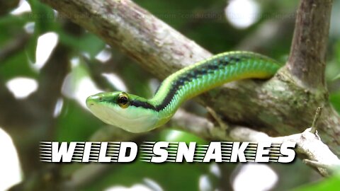 Wild Snakes Often the most dangerous venomous animals,