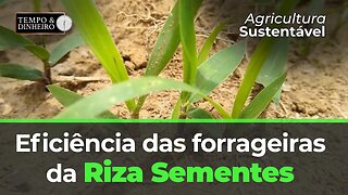 Pesquisador comenta a eficiência da produtividade das forrageiras da Riza Sementes.