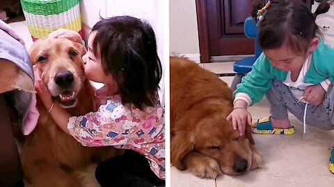 Golden Retriever takes care of children like a nanny😚Child comforting sad dog🥰