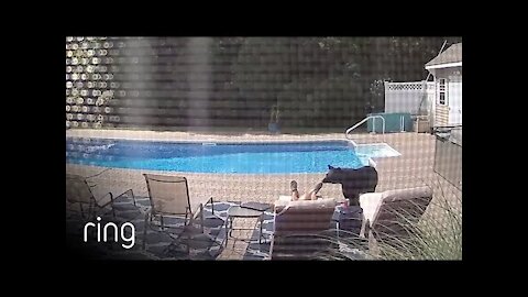 Bear Wakes Up Guy Taking a Nap By The Pool Captured Via Ring Security Camera