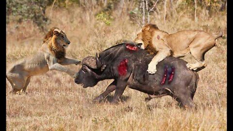 Triger vs lion fight daungrous fighting