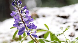 Snow on your spring garden, will your plants make it through the cold?