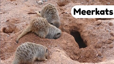 #kolinsky • Group of meerkats (Suricata suricatta) digging in ground