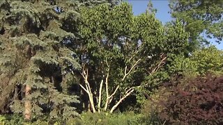 Melinda's Garden Moment - Uncommon trees