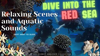 Relaxing Red Sea: stress relief, coral reef video, underwater, Underwater ambience for the mind
