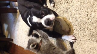Baby Raccoon Befriends Dog