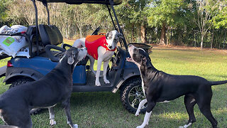 Talkative Great Dane Doesn't Want To Share The Golf Cart