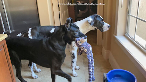 Funny Great Danes Bring A Toy To Give A Great Greeting