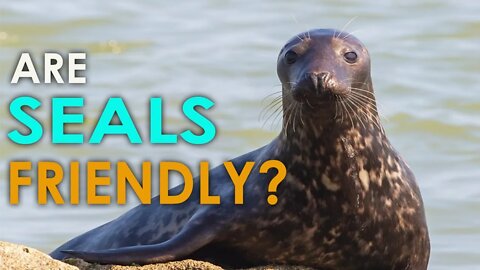DISCOVER INTERESTING FACTS ABOUT SEALS -HD | SEA CREATURES | ICE SEALS | BAIKAL SEAL