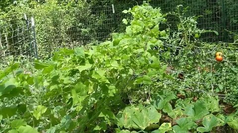 August 6th Garden update, almost harvest time