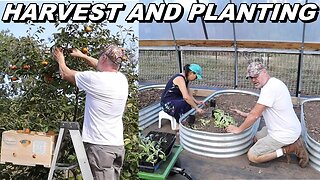 Harvesting And Planting | Homesteading At It's Best