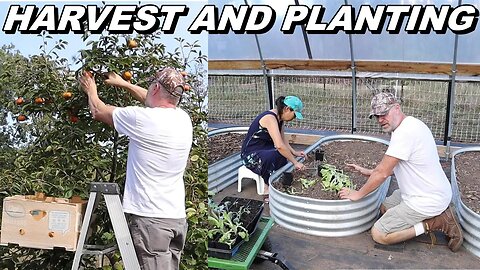 Harvesting And Planting | Homesteading At It's Best