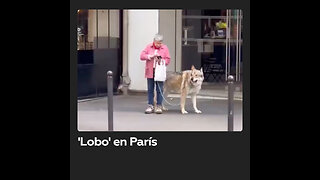 Una mujer pasea a un ‘lobo’ como mascota por las calles de París