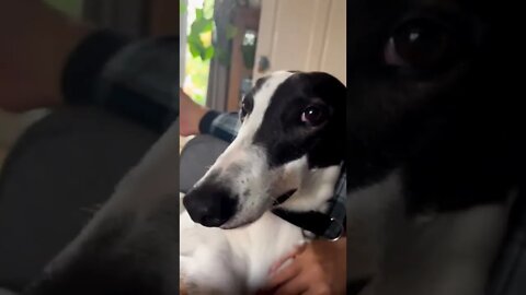Когда же дадуть тепло? / funny dog / funny video #Nashvi #dog #funnydog